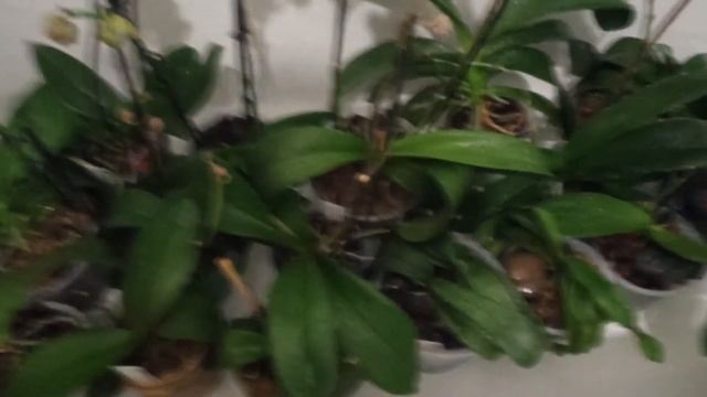 МОИ ОРХИДЕИ МЕСЯЦ БЕЗ ПОЛИВА ШОК???, ОРХИДЕИ 154