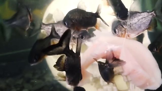 WHAT HAPPENS IF LARGE FISH ARE THROWN TO PIRANHA? LOWERED MY HAND TO PIRANHAS! смотреть онлайн