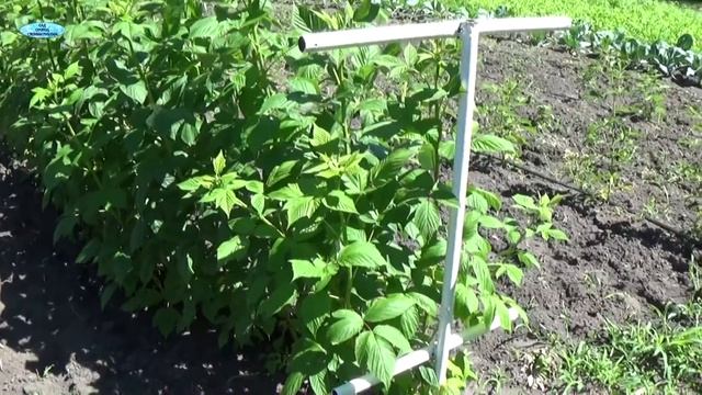 КЛАССНАЯ ШПАЛЕРА ДЛЯ МАЛИНЫ-СПОСОБ 2. смотреть онлайн