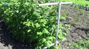 КЛАССНАЯ ШПАЛЕРА ДЛЯ МАЛИНЫ-СПОСОБ 2.