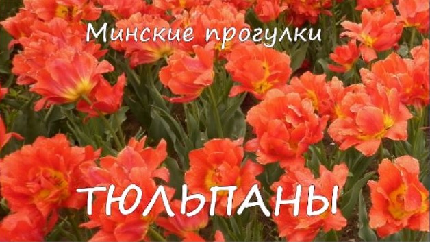 Минские прогулки. ТЮЛЬПАНЫ смотреть онлайн
