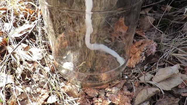 ✅Как собрать берёзовый сок при помощи бинта? смотреть онлайн