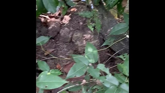 Singapore's Sungei Buloh | Crocodiles | Bats| Snakes | Monkeys | Water Monitor Lizards | Wildlife смотреть онлайн