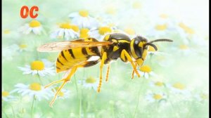 Насекомые для детей. Учим насекомых их голоса и звуки.