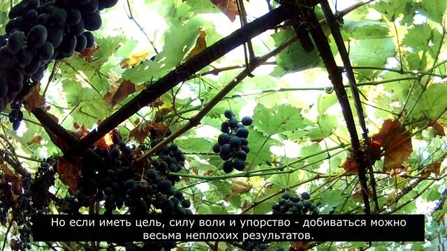 Сорт винограда Молдова 19.09.2021 г. / Grape variety Moldova 09/19/2021 смотреть онлайн