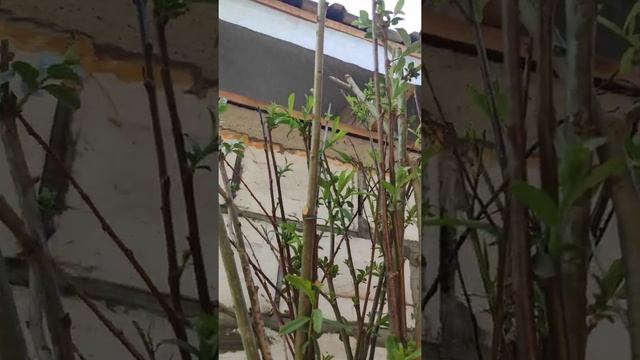 Плетеное дерево, плетеное дерево из ивы, плетеное дерево своими руками смотреть онлайн
