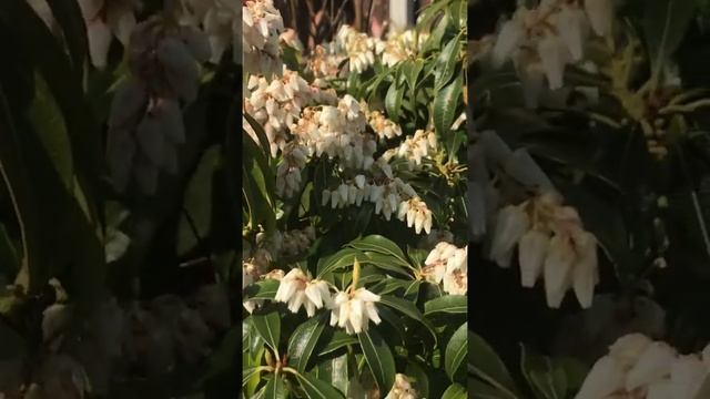 Pieris Shrub( Forest Flame in Bloom ) Spring Bloom смотреть онлайн
