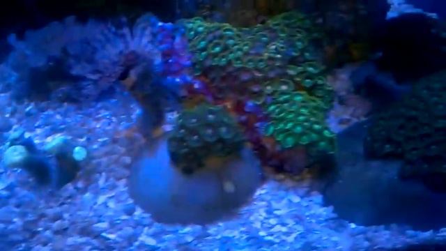 Кусок рифа дома смотреть онлайн