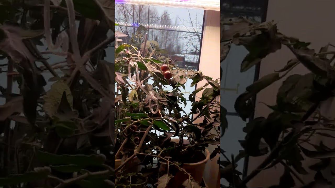 Помидорки зимой смотреть онлайн