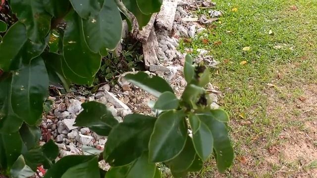 Pereskia grandifolia (Cactus rosa) смотреть онлайн