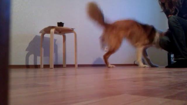 Учимся ходить на передних лапах смотреть онлайн