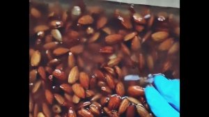 Зачем мыть орехи? Миндаль