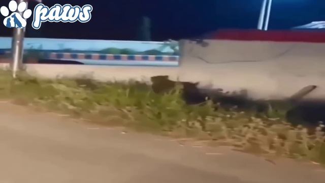 Pitbull attacks leopard to save its friend!!! смотреть онлайн