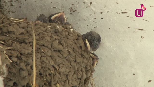 Ласточки в городе смотреть онлайн