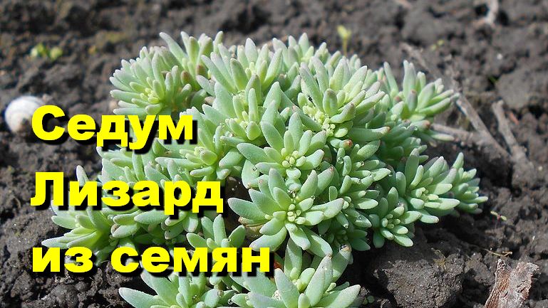 Как вырастить седум Лизард из семян. смотреть онлайн