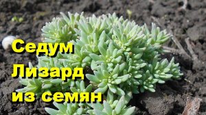 Как вырастить седум Лизард из семян.