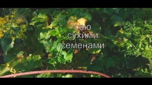 Огурцы в августе в открытом грунте. Лучший огурец сезона 2023 «Ухажер» Мой метод выращивания огурцо