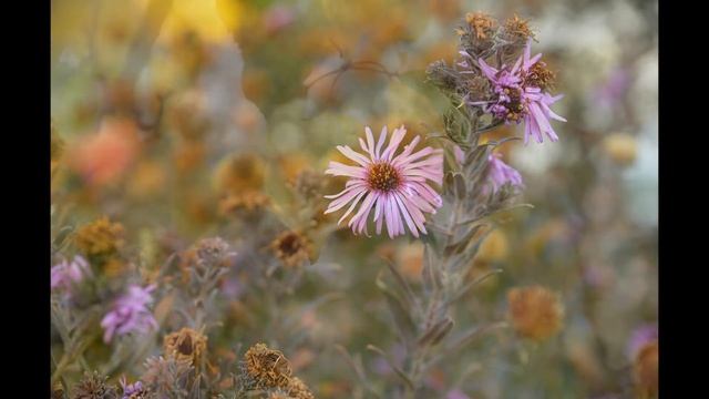 Nikon D7000, на что способна 11-летняя зеркальная камера в 2021 году. Примеры фотографий. смотреть онлайн