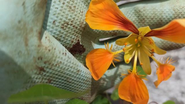 Esqueje de CAPUCHINA 🌸 o Taco de Reina en agua 💧💧 Beneficios para el huerto y usos culinarios смотреть онлайн