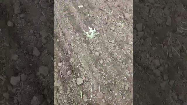 Боронование мотоблоком кукурузы на участке 21.05.22г смотреть онлайн