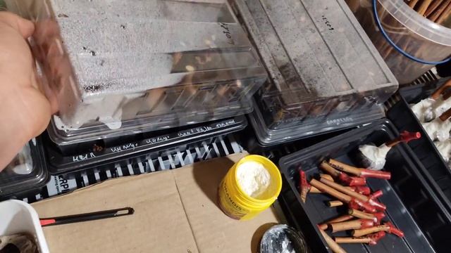 Укоренение одноглазого черенка в торфяной таблетке ( по опыту Люмина А.В. и Зубалевич Г. И. смотреть онлайн