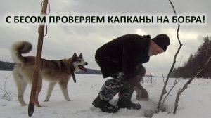 Охота на бобров. Охота на бобров с капканами зимой на водохранилище. Очередная проверка.