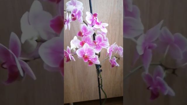 Орхидея мультифлора. Первое домашнее цветение. Растит детку. смотреть онлайн