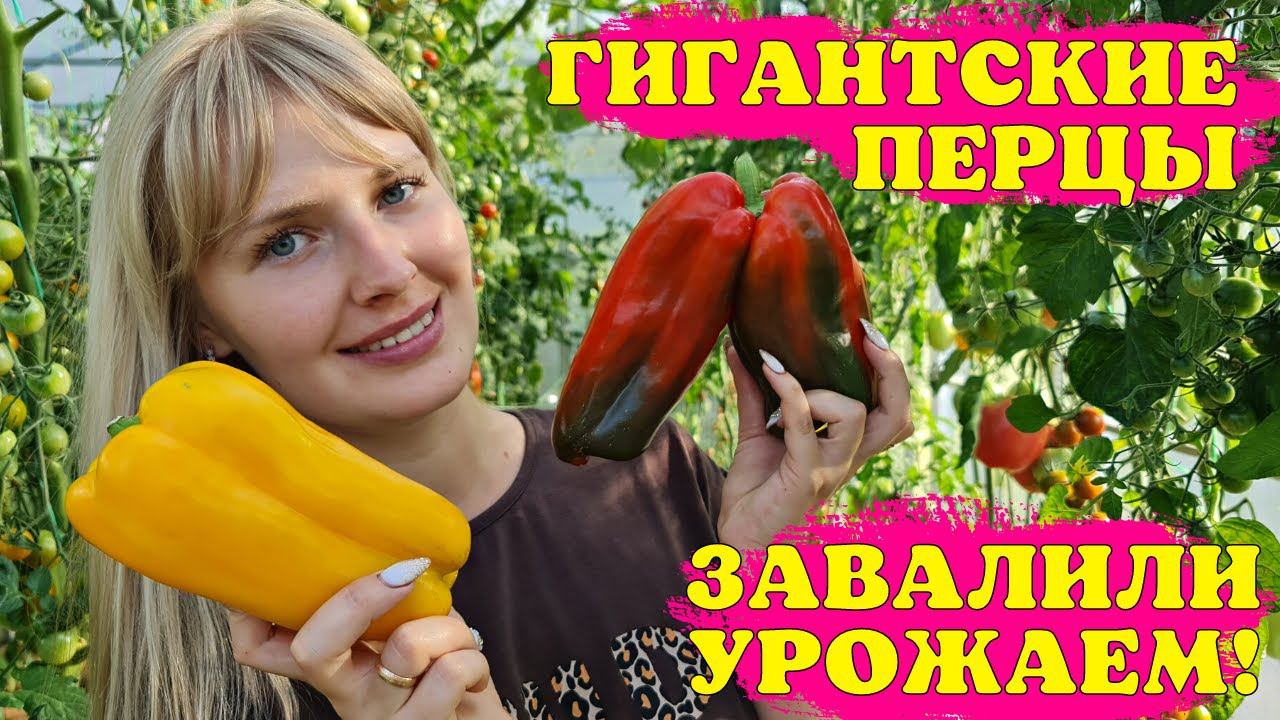 ЖАЛЕЮ, что НЕ САЖАЛА ИХ РАНЬШЕ! СУПЕР урожайные ПЕРЦЫ В ОТКРЫТОМ грунте
