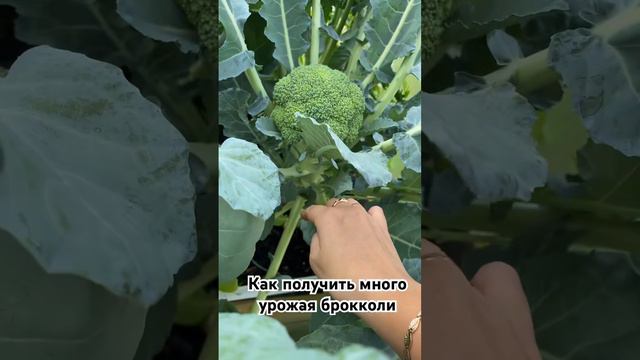 Как получить много урожая брокколи #огород #дача #свойдом #теплица #сад #здоровоепитание смотреть онлайн