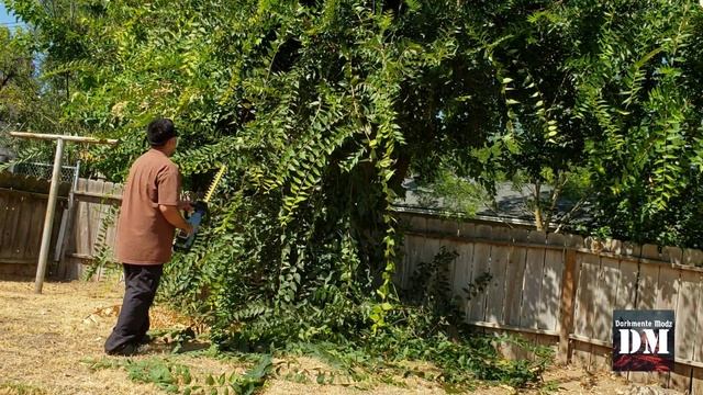 EGO Hedge Trimmer Unboxing / Test смотреть онлайн