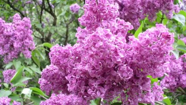Сирень цвела.. смотреть онлайн
