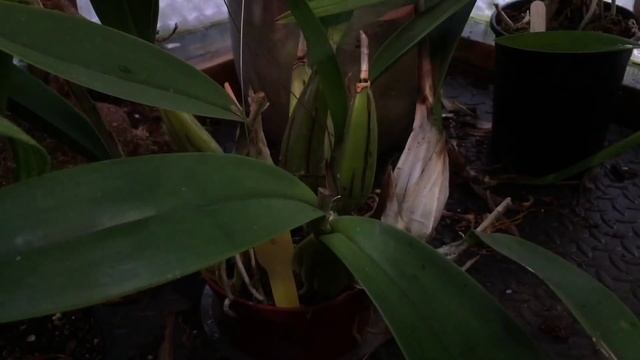Laelia anceps Orchid Care: The biggest bloom spikes ever! смотреть онлайн