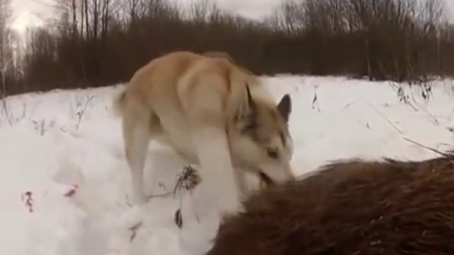 Охота на кабана! смотреть онлайн