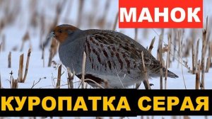 ?ГОЛОС (МАНОК) КУРОПАТКА СЕРАЯ