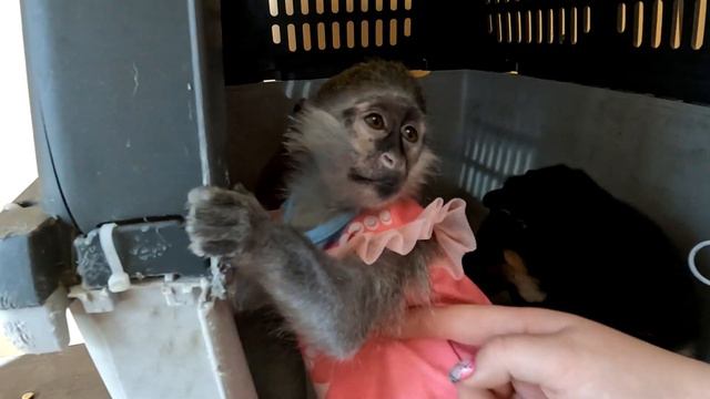 Обезьянка Люся играет с малышами Сиба Ину смотреть онлайн