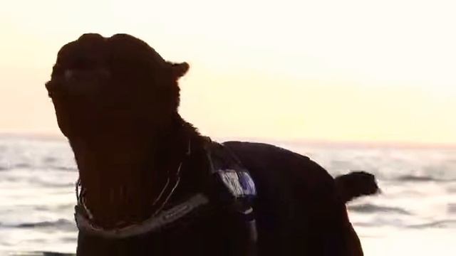 Cane corso смотреть онлайн
