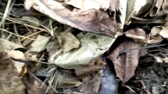 Разведение выращивание червей на грядках на улице смотреть онлайн