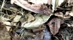 Разведение выращивание червей на грядках на улице