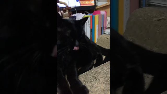 ポンちゃんの目やにを取るパパ смотреть онлайн