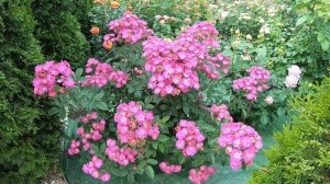 Мускусные розы. Sibelius (Сибелиус)