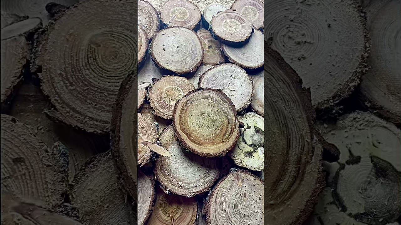 Спилы дуба и лиственницы смотреть онлайн