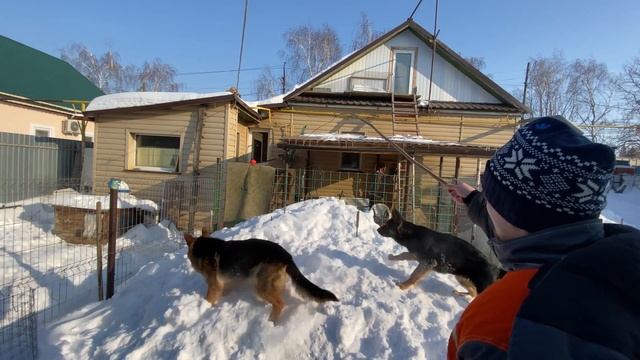 НОВЫЕ ПРИКЛЮЧЕНИЯ немецкой овчарки | Все в сборе | Немецкая овчарка, дворняжка и щенок смотреть онлайн