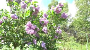 ПЫШНАЯ СИРЕНЬ:  ПОДКОРМКА И УСЛОВИЯ ДЛЯ ЦВЕТЕНИЯ