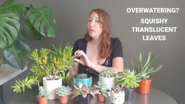 SUCCULENTS FOR BEGINNERS / TIPS FOR GROWING SUCCULENTS INDOORS / SUCCULENT PLANT CARE TRICKS