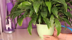 В какой горшок нужно сажать спатифиллум (женское счастье)