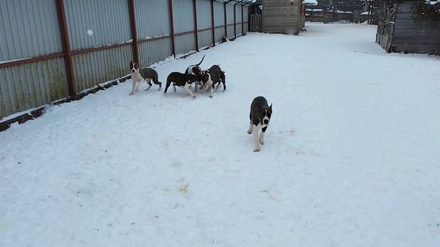 щенки амстаффа в Стайл Смайл смотреть онлайн