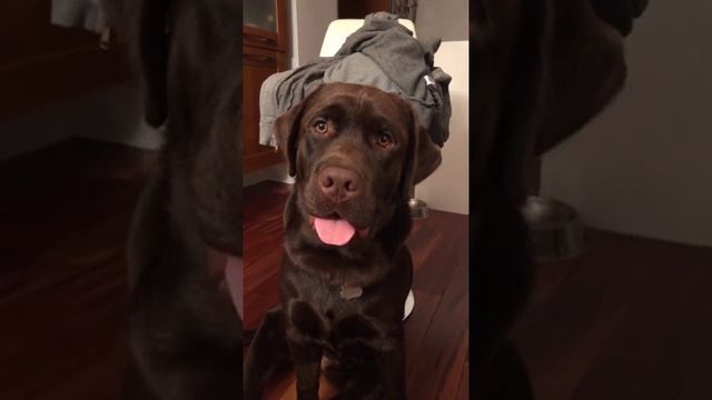 Dog's reaction changes when called "good boy/bad boy" смотреть онлайн