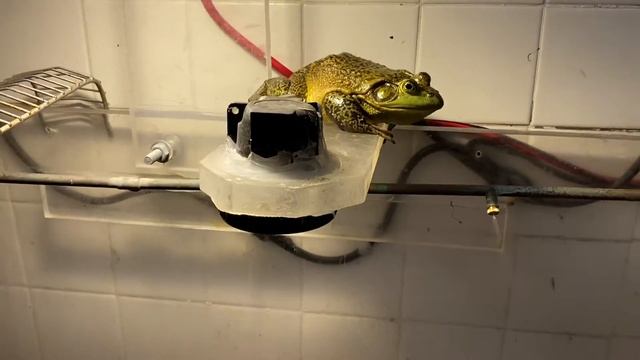 В китайском магазине живые лягушки, крабы и лобстеры. Live lobsters and crabs in chi is store. смотреть онлайн