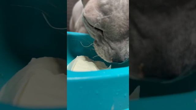 Сфинкс Федя хавает сметану 😻 #кот смотреть онлайн