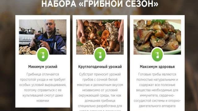 домашняя грибница вешенки смотреть онлайн